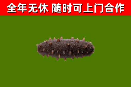 淮北烟酒回收干海参.jpg